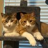 henryandhazel
